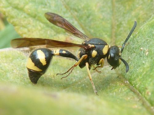 Réf. 194 743 : Eumenes coronatus